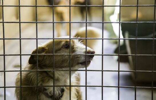 Dogs abandoned and caged, pet detail seeking adoption, grief and sadness
