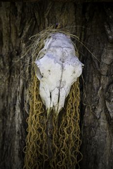 Old goat skull, detail of witchcraft and satan