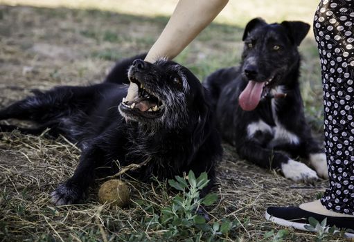 Abandoned dogs, detail of animals for adoption