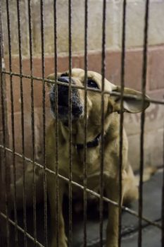 Dogs abandoned and caged, pet detail seeking adoption, grief and sadness
