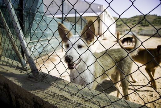 Dogs abandoned and caged, pet detail seeking adoption, grief and sadness
