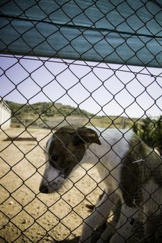 Dogs abandoned and caged, pet detail seeking adoption, grief and sadness
