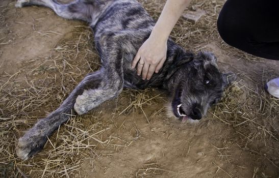 Abandoned dogs, detail of animals for adoption
