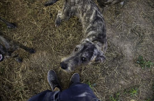 Abandoned dogs, detail of animals for adoption