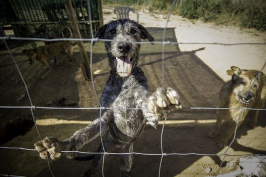 Dogs abandoned and caged, pet detail seeking adoption, grief and sadness
