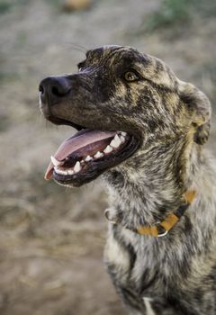 Abandoned dogs, detail of animals for adoption