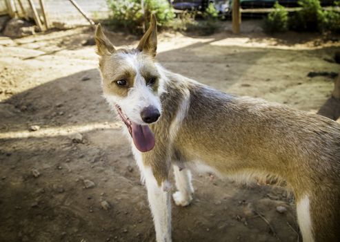 Abandoned dogs, detail of animals for adoption