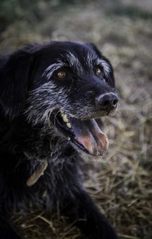 Abandoned dogs, detail of animals for adoption