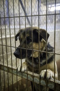Dogs abandoned and caged, pet detail seeking adoption, grief and sadness
