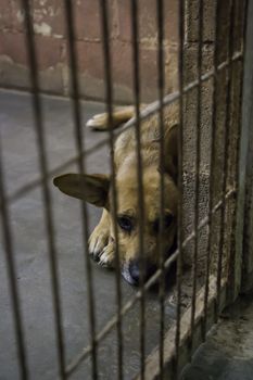 Dogs abandoned and caged, pet detail seeking adoption, grief and sadness
