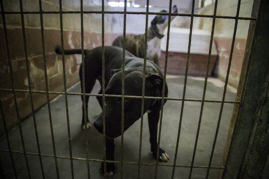 Dogs abandoned and caged, pet detail seeking adoption, grief and sadness
