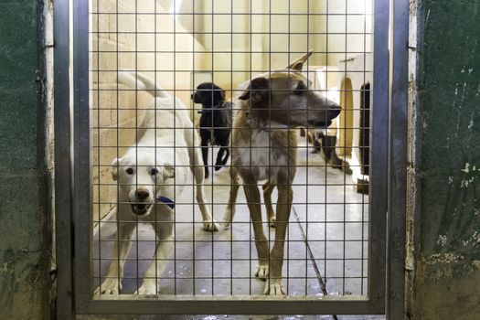 Dogs abandoned and caged, pet detail seeking adoption, grief and sadness
