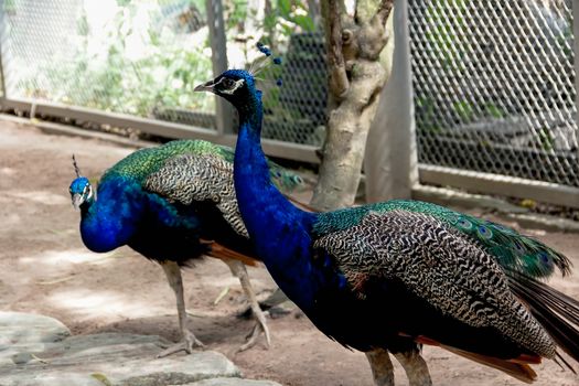Blue peacocks walking in a cage