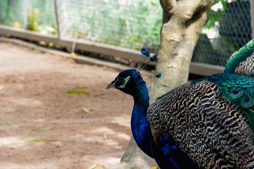 Blue peacocks walking in a cage