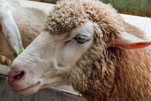 Closeup eye of white and brown sheeps