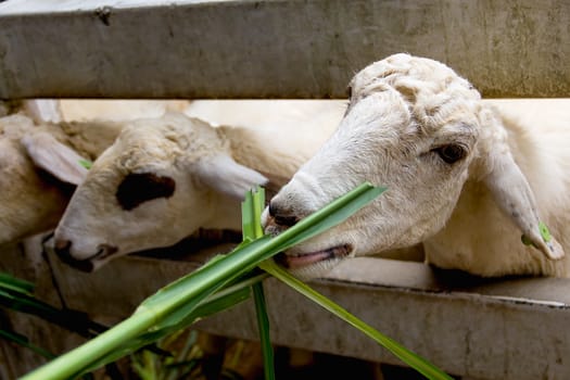 Closeup white sheep eating grass