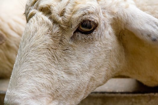 Closeup eye of white and brown sheeps