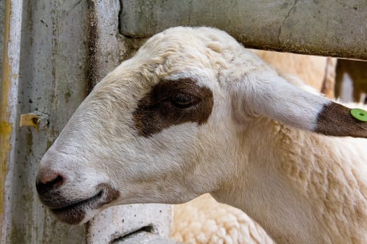 Closeup eye of white and brown sheeps