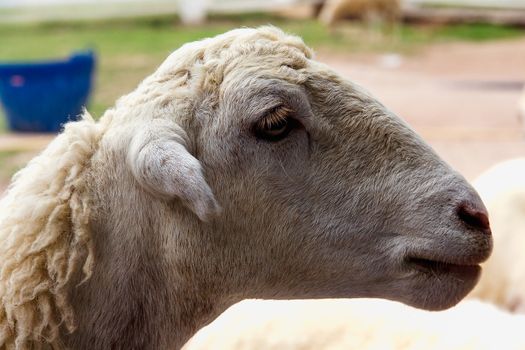 Closeup eye of white and brown sheeps