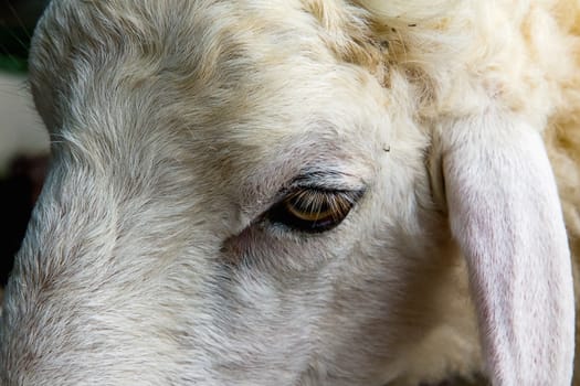 Closeup eye of white and brown sheeps