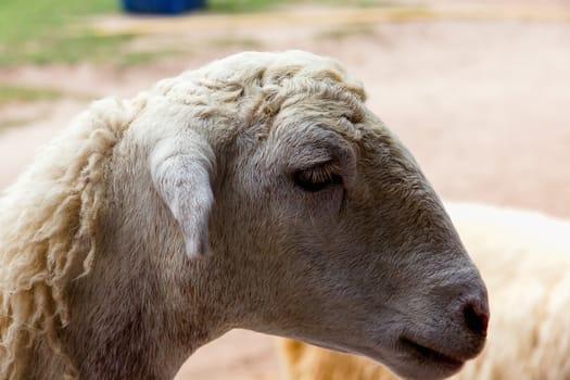 Closeup eye of white and brown sheeps