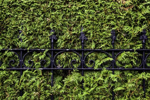 Metal fence in a hedge, detail of protection and security