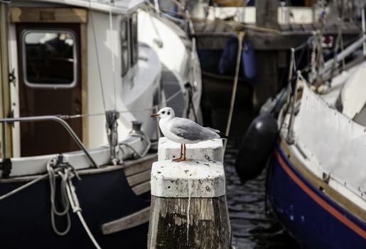 Seagull perched on a dock, detail of sea bird