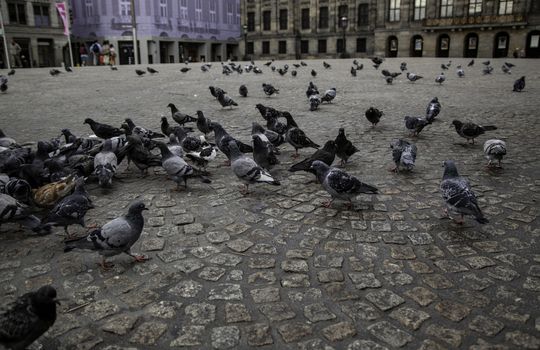 Pigeons in the square, detail of birds alimentandose