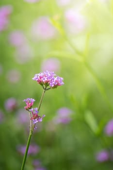 The background image of the colorful flowers, background nature