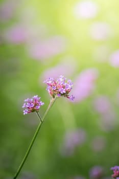 The background image of the colorful flowers, background nature