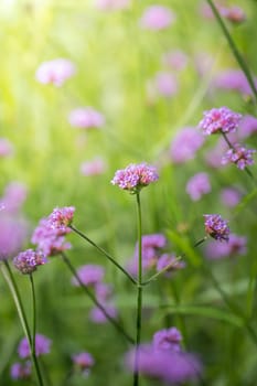 The background image of the colorful flowers, background nature