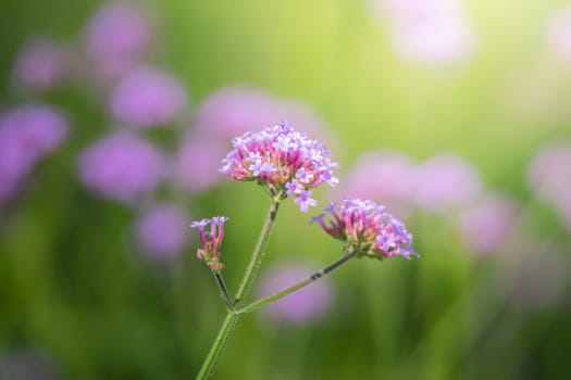 The background image of the colorful flowers, background nature