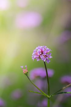 The background image of the colorful flowers, background nature