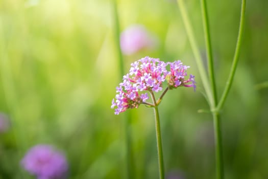 The background image of the colorful flowers, background nature