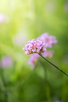 The background image of the colorful flowers, background nature