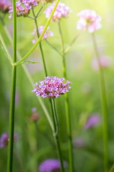 The background image of the colorful flowers, background nature