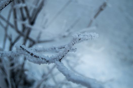 Closeup of the frost on the branches in winter Park, snow, sunset.