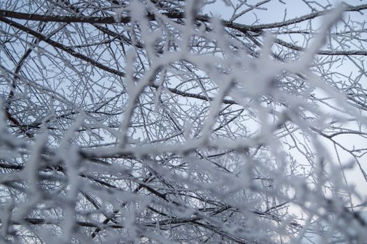 Closeup of the frost on the branches in winter Park, snow, sunset.