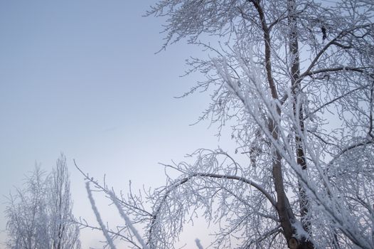 Closeup of the frost on the branches in winter Park, snow, sunset.