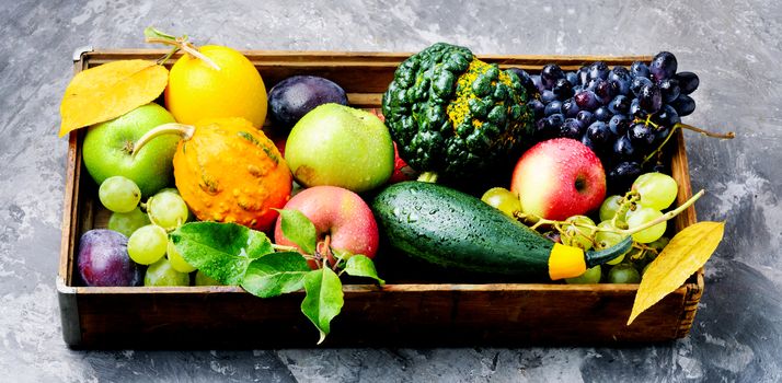 Autumn background with pumpkin, apples,plum and grapes.Autumnal concept.Harvesting