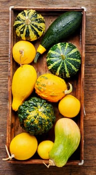 Beautiful autumn seasonal background with pumpkins in box.Autumn harvest.