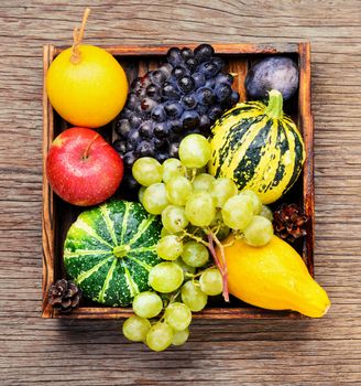 Autumn background with pumpkin, apples,plum and grapes.Autumn nature concept