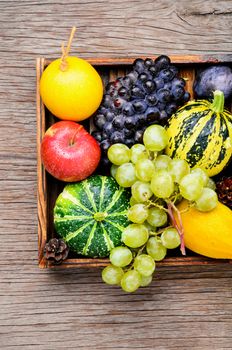 Autumn background with pumpkin, apples,plum and grapes.Autumn nature concept