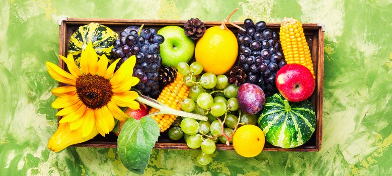 Autumn background with pumpkin, apples,plum and grapes.Autumnal concept