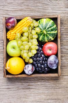 Autumn background with pumpkin, apples,plum and grapes.Autumnal concept