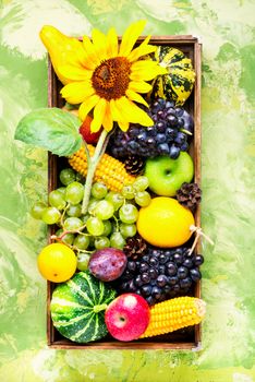 Autumn background with pumpkin, apples,plum and grapes.Autumnal concept