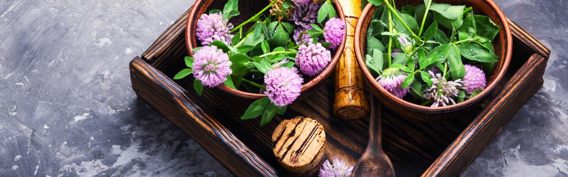 Clover or trefoil flower medicinal herbs.Healing herbs