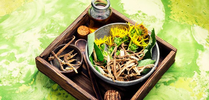 Healing elixir from the root of inula