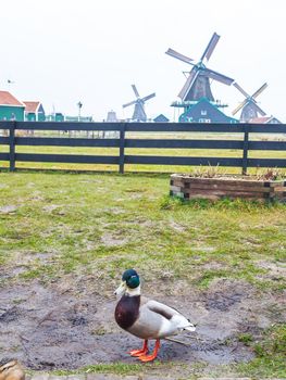 A duck and historic windmills at Zaanse Schans ,neighborhood in the Dutch town of Zaandam, near Amsterdam,  The Netherlands.