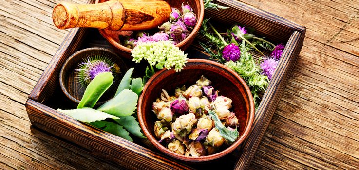 Various raw medical herbs and flowers.Alternative medicine concept.Herbal medicine